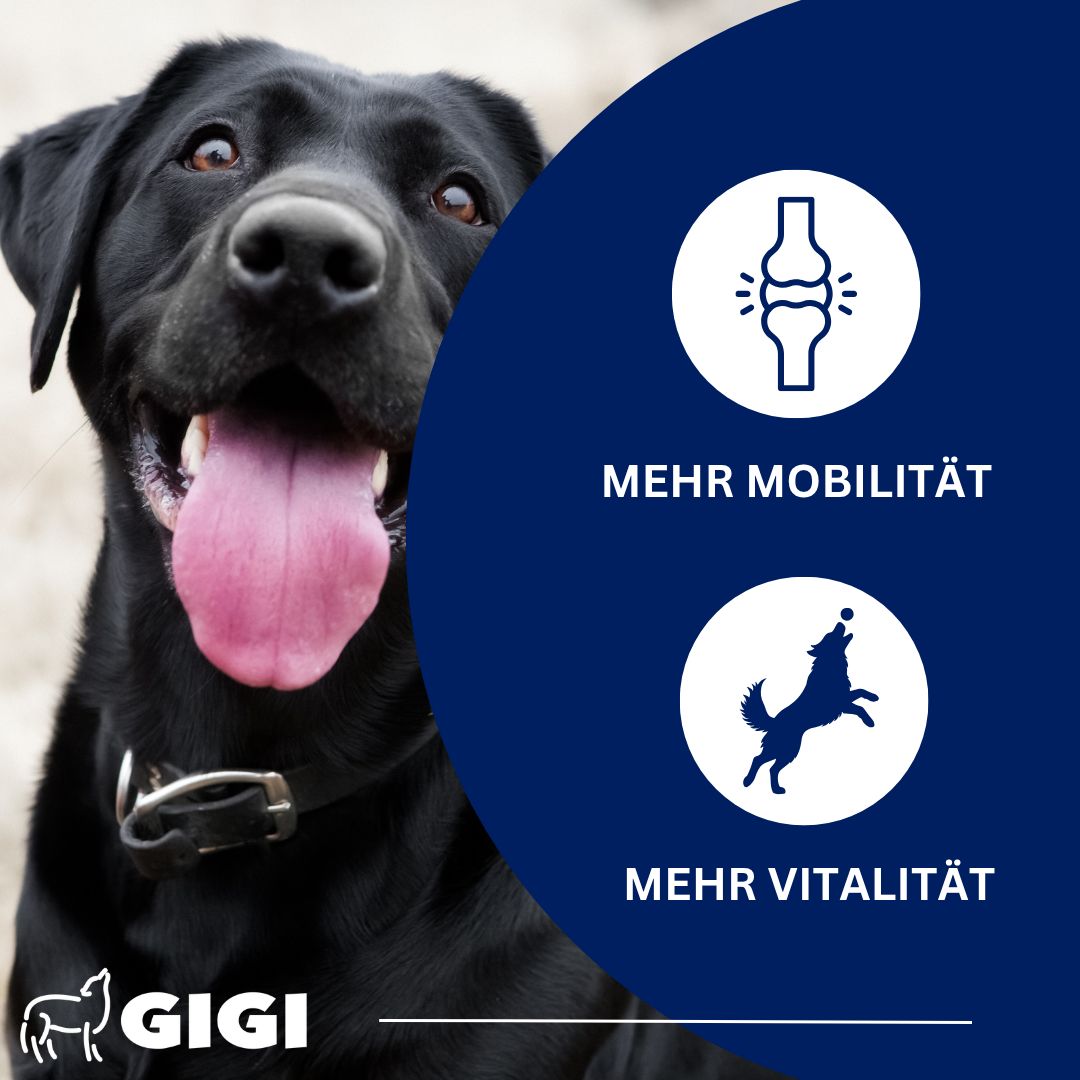 Schwarzer Hund. Text: Mehr Mobilität, mehr Vitalität. Logo: GIGI.