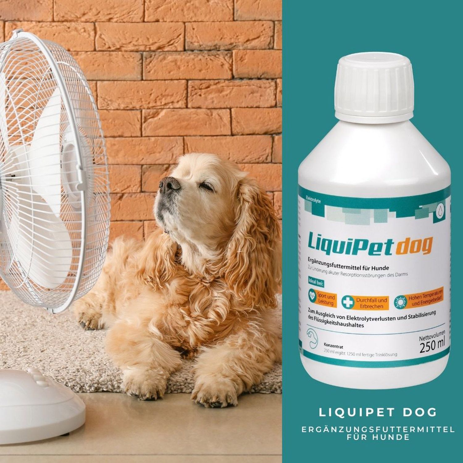 reboVet LiquiPet dog