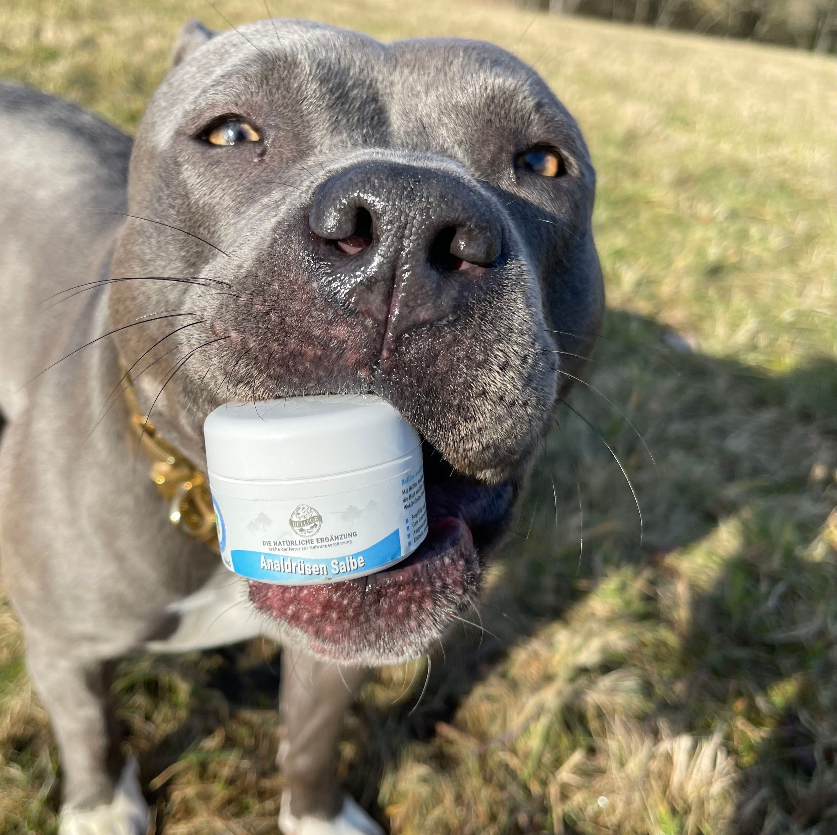 Bellfor Analdrüsen Salbe für Hunde