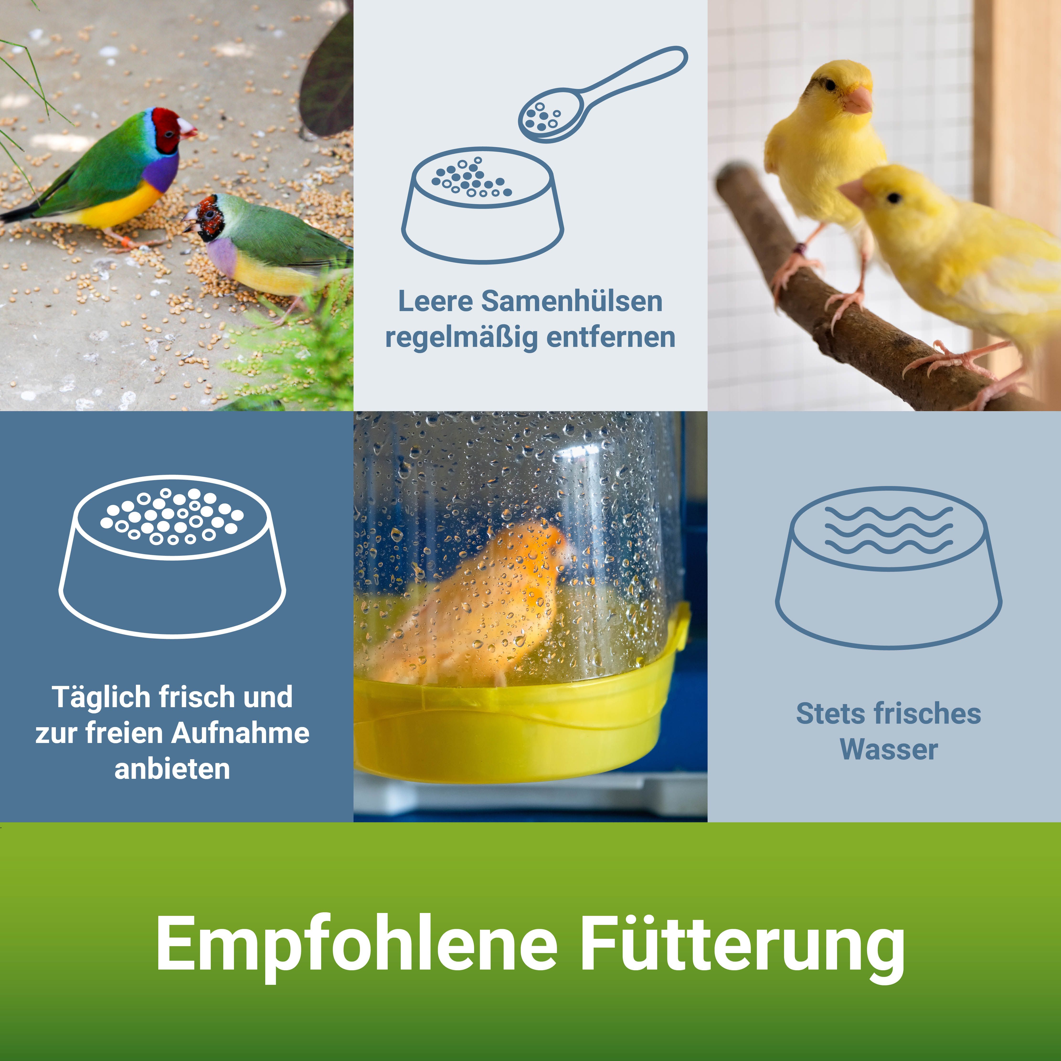 PANTO® Kanarienfutter Spezial mit Pluramin® (ohne Rübsen)