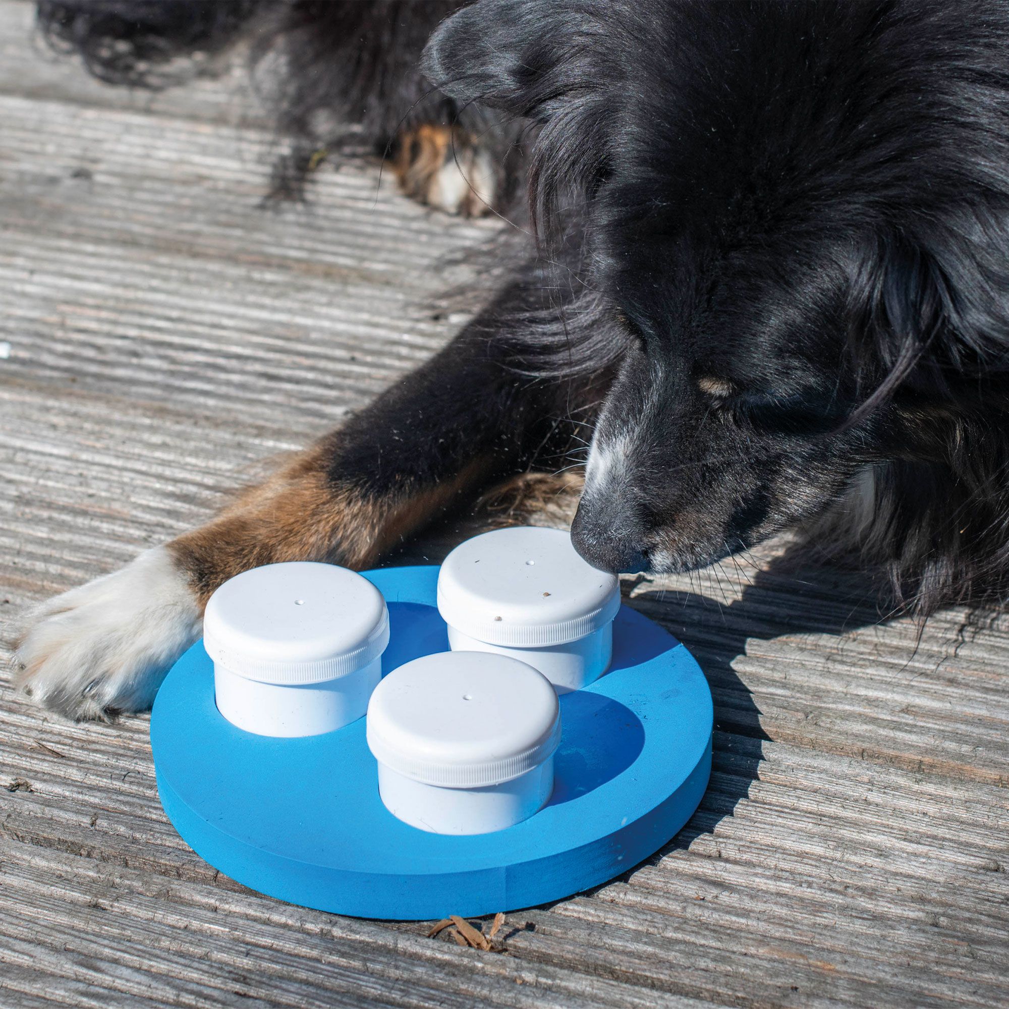 Hund schnuppert an blauem, rundem Schnüffeltrainer mit drei weißen Behältern.
