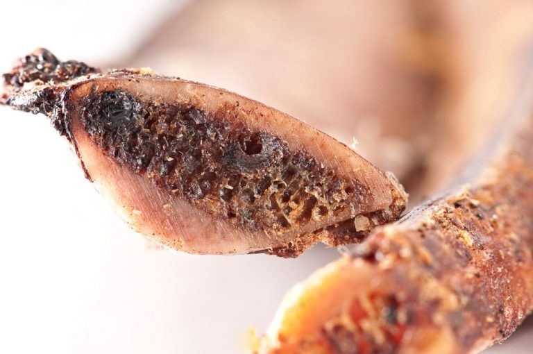 Detailaufnahme einer getrockneten Pferde-Rippe. Braune Farbe, Knochenstruktur deutlich erkennbar.