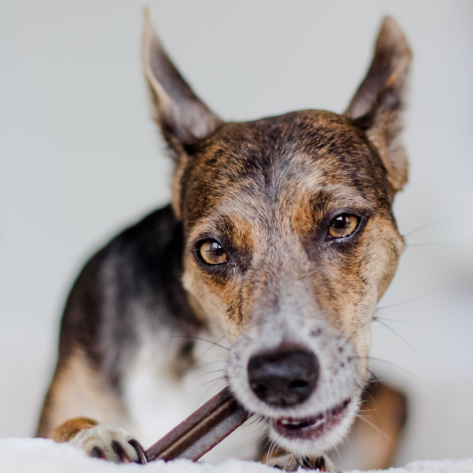 Bellfor Dental Sticks natürliche Zahnreinigung für Hunde