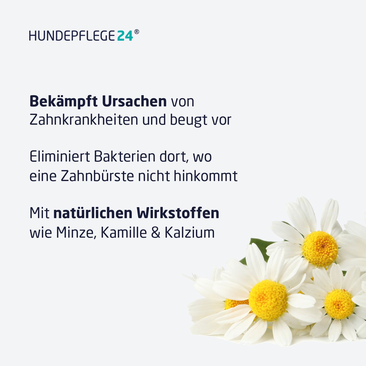 Text mit Gänseblümchen. Text: Bekämpft Ursachen von Zahnerkrankungen, eliminiert Bakterien, mit natürlichen Wirkstoffen wie Minze, Kamille & Kalzium.