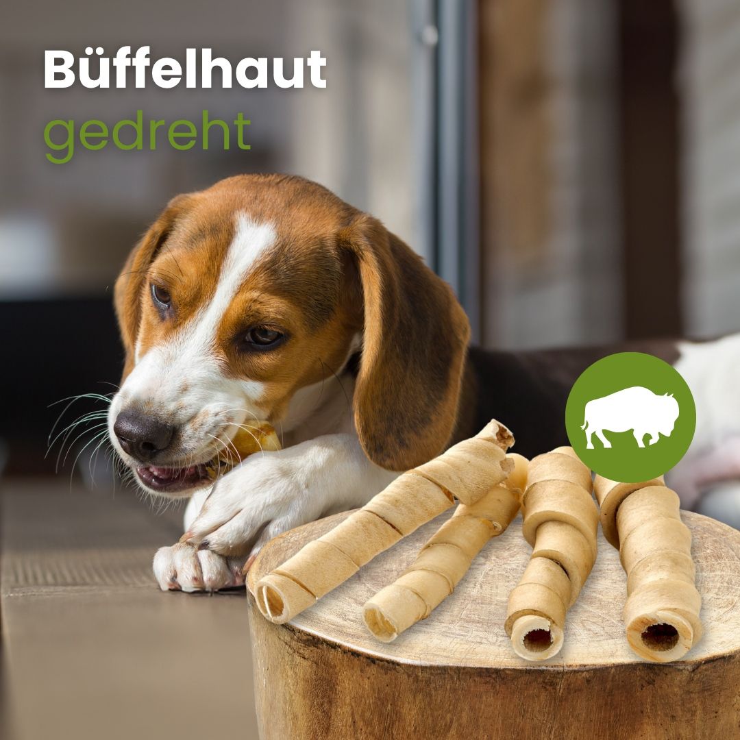 Ein Beagle kaut auf einem gedrehten Büffelhaut-Kauartikel, der auf einem Holzstamm liegt.