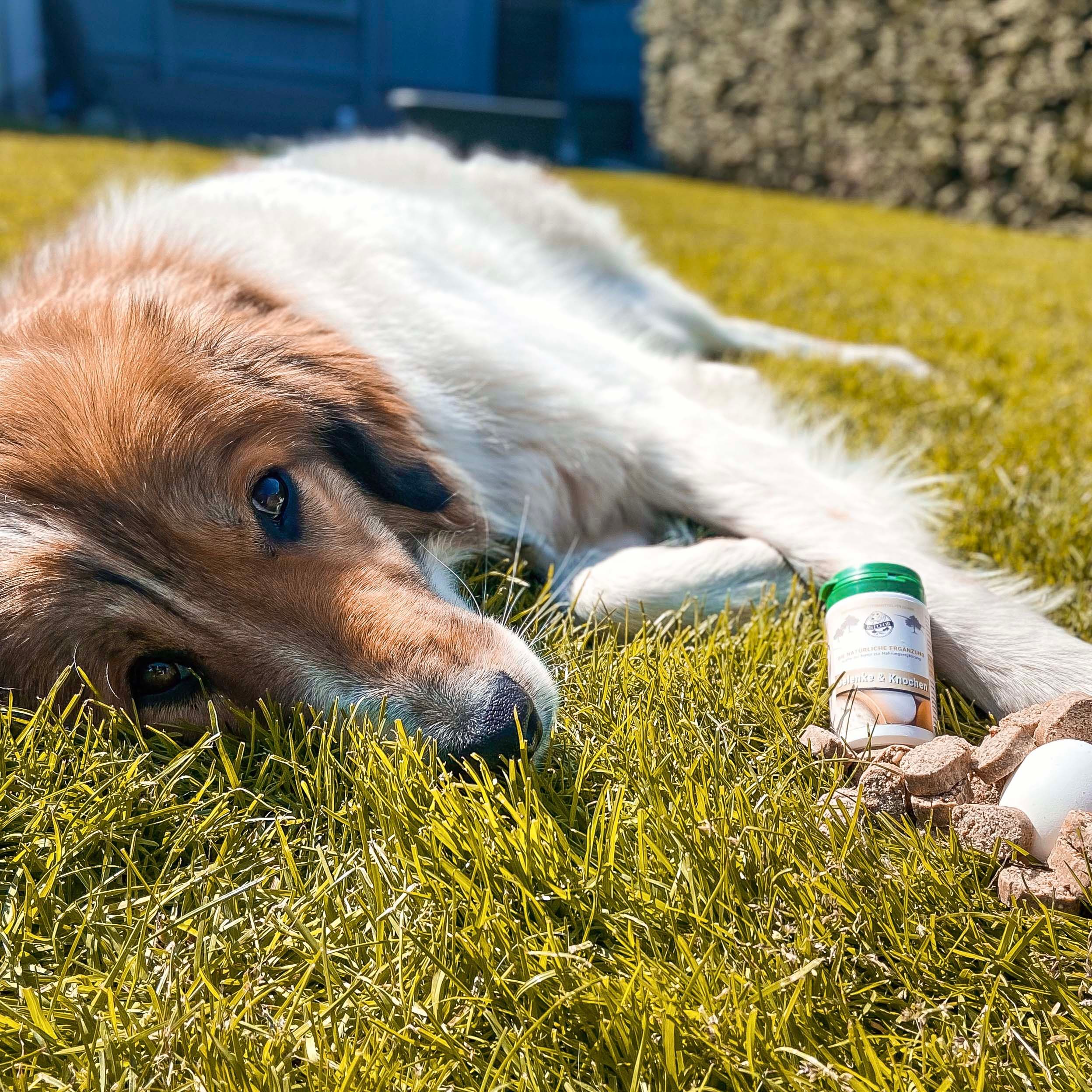 Bellfor Ergänzungsfuttermittel für Hunde - Gelenke und Knochen Kapseln mit Ovopet