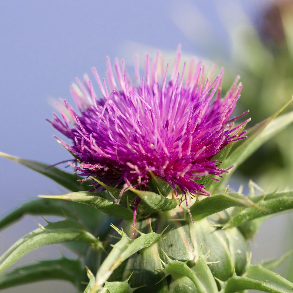 MONO Mariendistel Komplex
