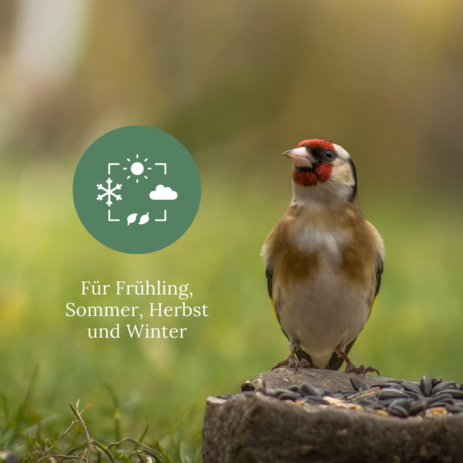 Goldfinch auf Stein mit Vogelfutter. Text: Für Frühling, Sommer, Herbst und Winter. Grüner Hintergrund.