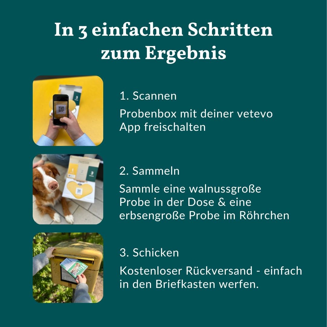 Drei Schritte zum Ergebnis: Scannen der Probe, Sammeln der Probe, Einsenden der Probe.