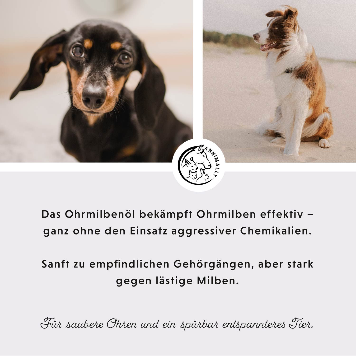 Text mit Logo. Text: Das Ohrmilbenöl bekämpft Ohrmilben... Für saubere Ohren und ein spürbar entspannteres Tier.