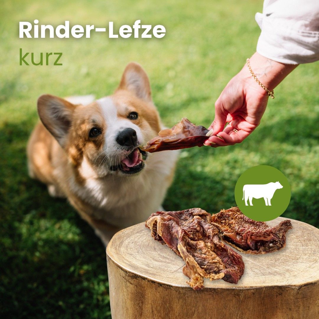 Getrocknete Rinderlefze, 10-15 cm lang, hart, mit mittlerem Geruch und hohem Fettgehalt, wird einem Hund angeboten.