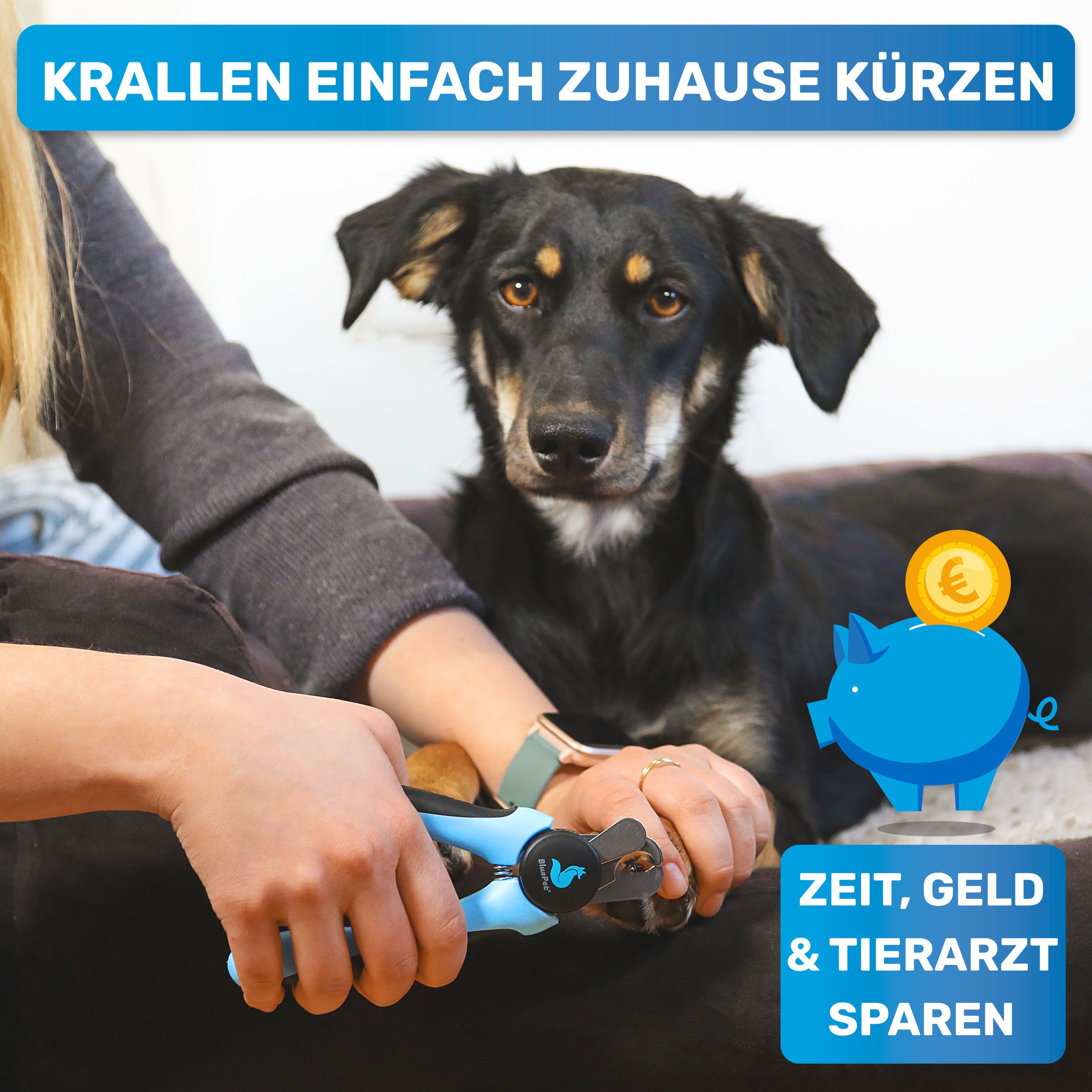 Person hält blaue Krallenschere an Hundepfote. Sparschwein mit Münze. Text: Zeit, Geld & Tierarzt sparen.