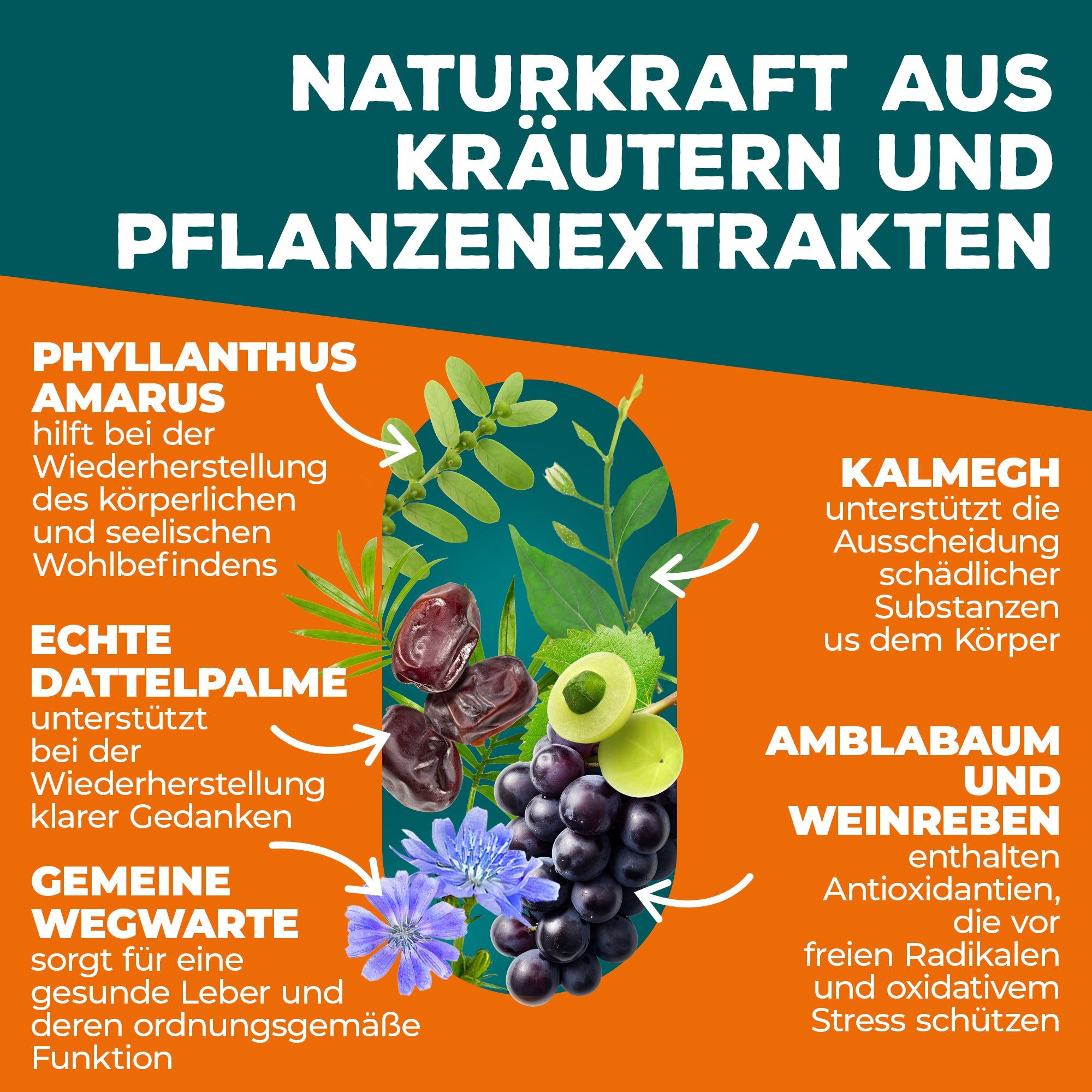 Naturkraft aus Kräutern und Pflanzenextrakten: Phyllanthus Amarus, Echte Dattelpalme, Gemeine Wegwarte, Kalmegh, Amblabaum und Weinreben.
