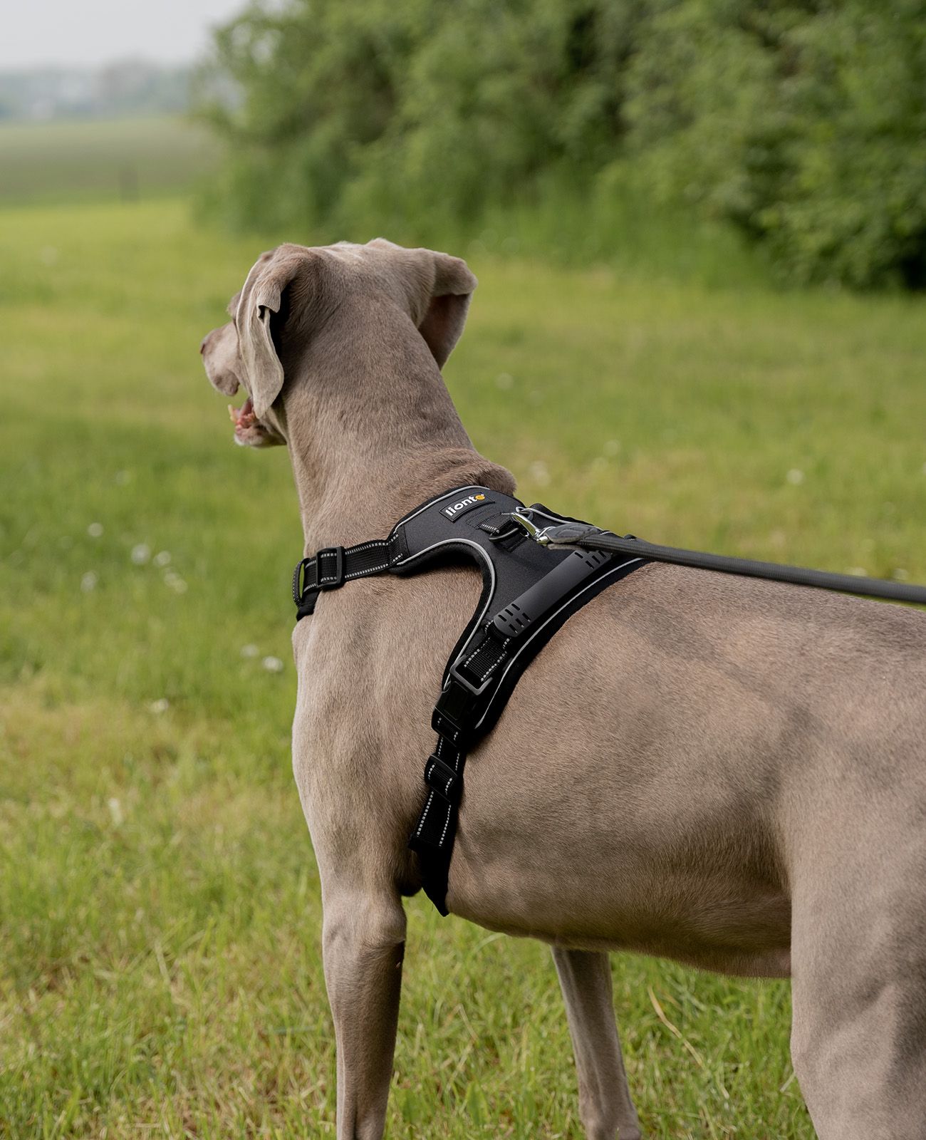 lionto Hundegeschirr