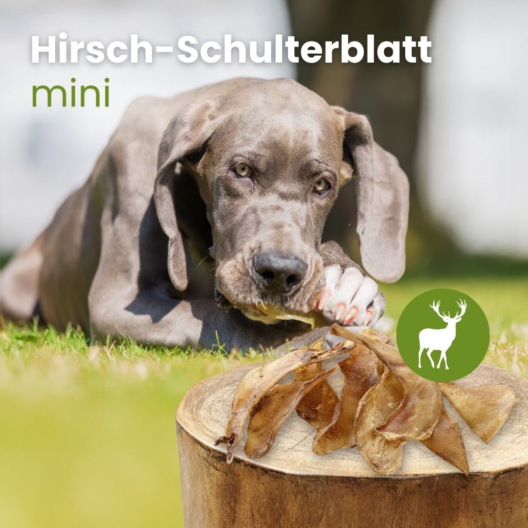 Getrocknete Hirsch-Schulterblätter, mini. Ein Hund kaut auf einem Schulterblatt.
