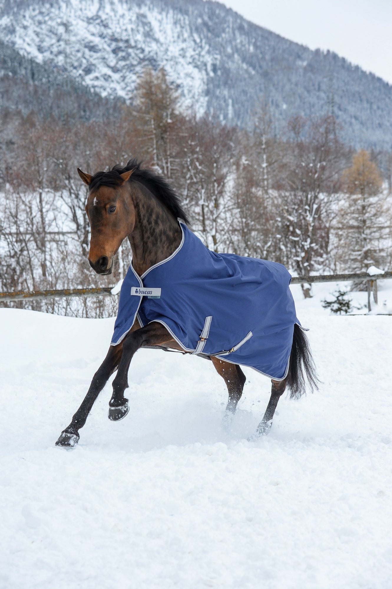 Blauer Bucas Freedom Turnout. Pferdedecke mit silberner Einfassung. Pferd im Schnee, Berglandschaft im Hintergrund.