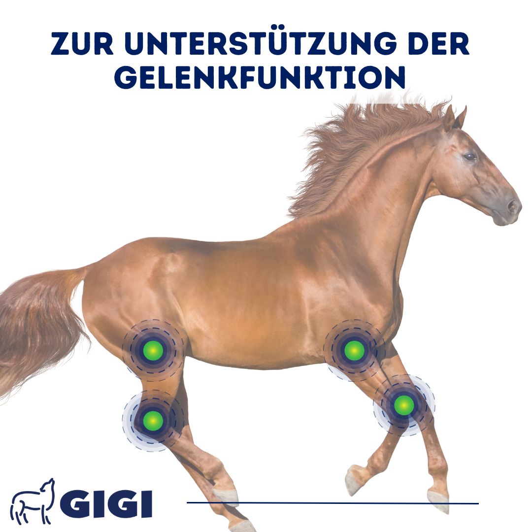 Braunes Pferd mit hervorgehobenen Gelenken. Text: Zur Unterstützung der Gelenkfunktion. Logo GIGI.