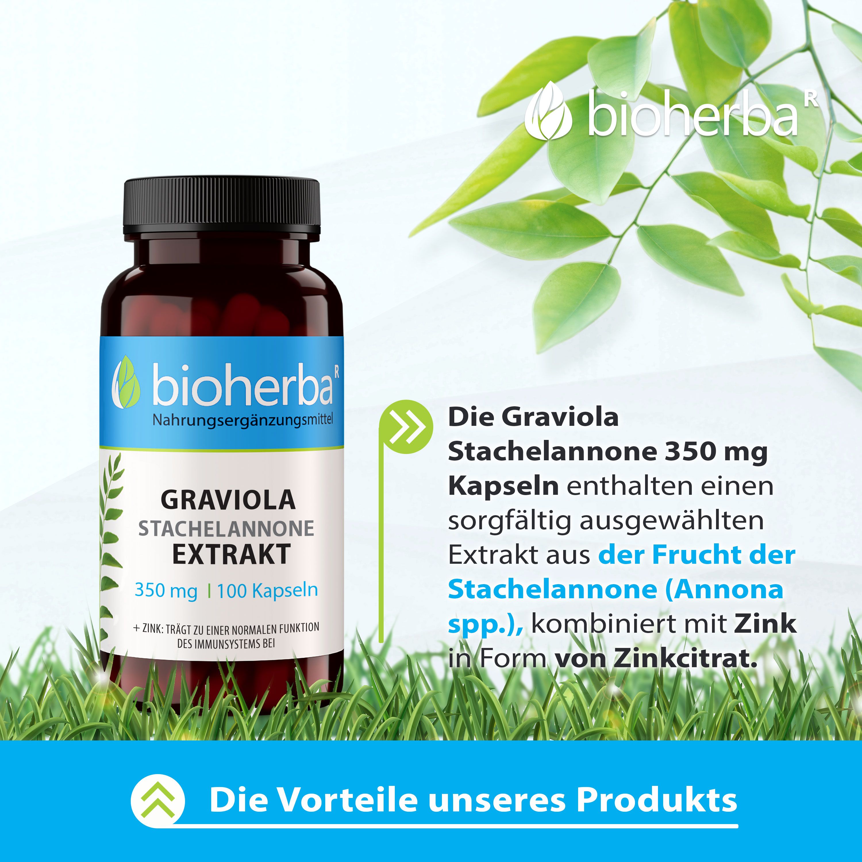 Bioherba Graviola Stachelannone Extrakt Kapseln