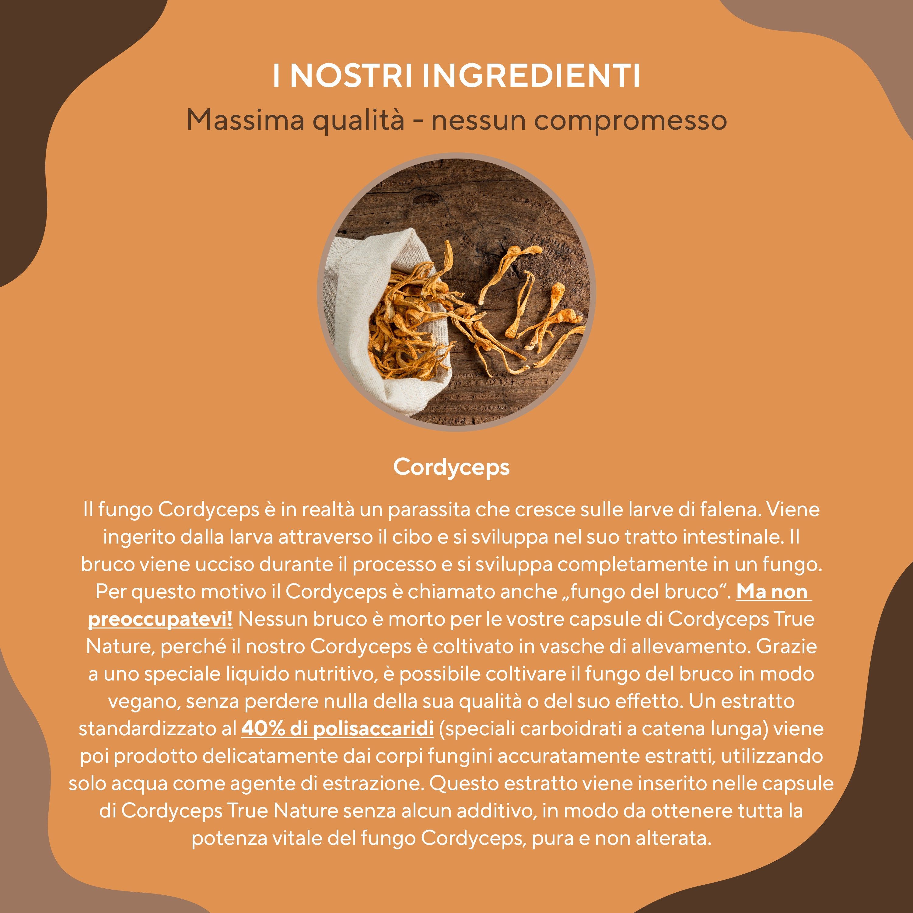 Fungo Cordyceps in un sacchetto. Testo sul fungo, la sua estrazione e i suoi ingredienti. 40% polisaccaridi.