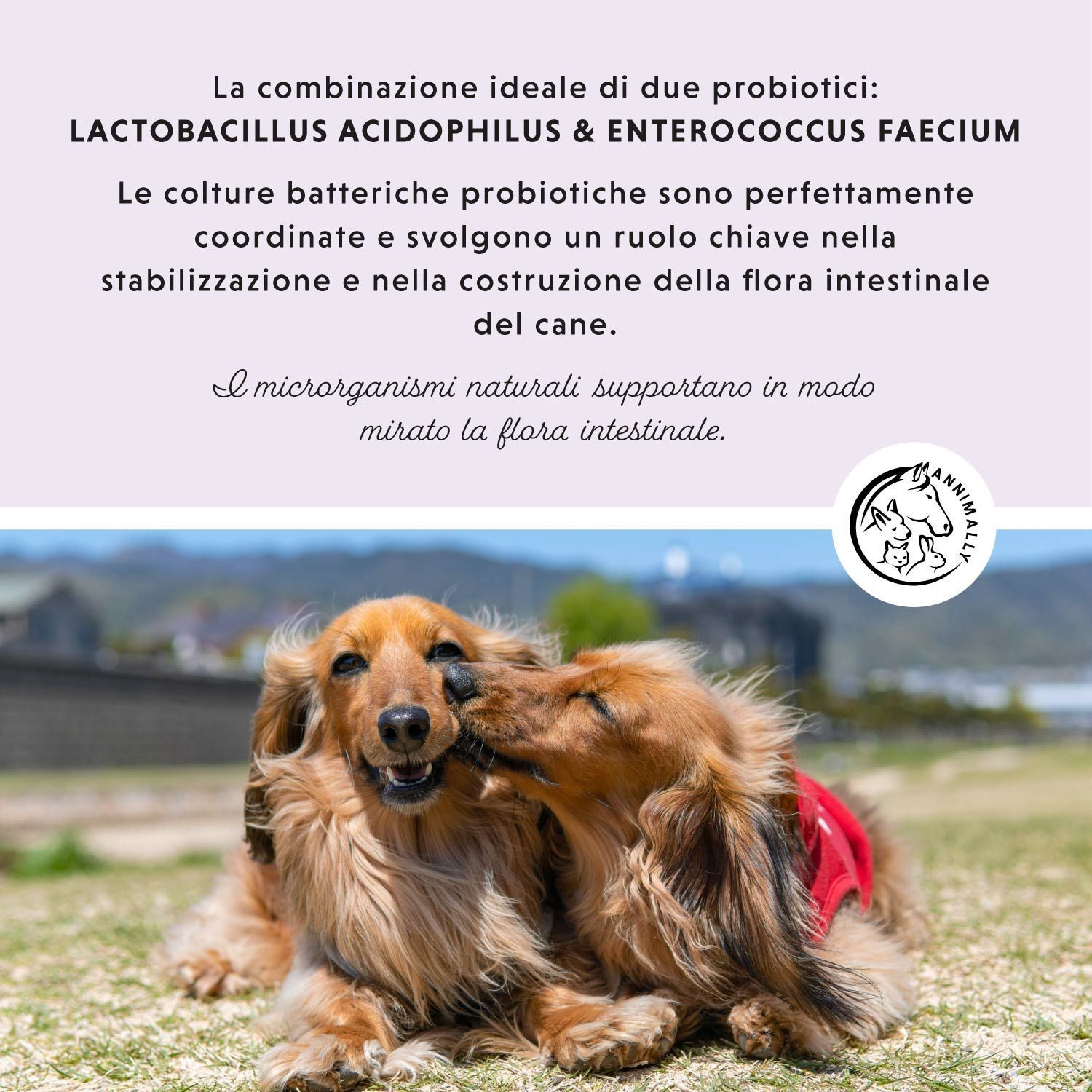Zwei Hunde, einer leckt den anderen. Text: Die ideale Kombination aus zwei Probiotika. Unterstützt die Darmflora.