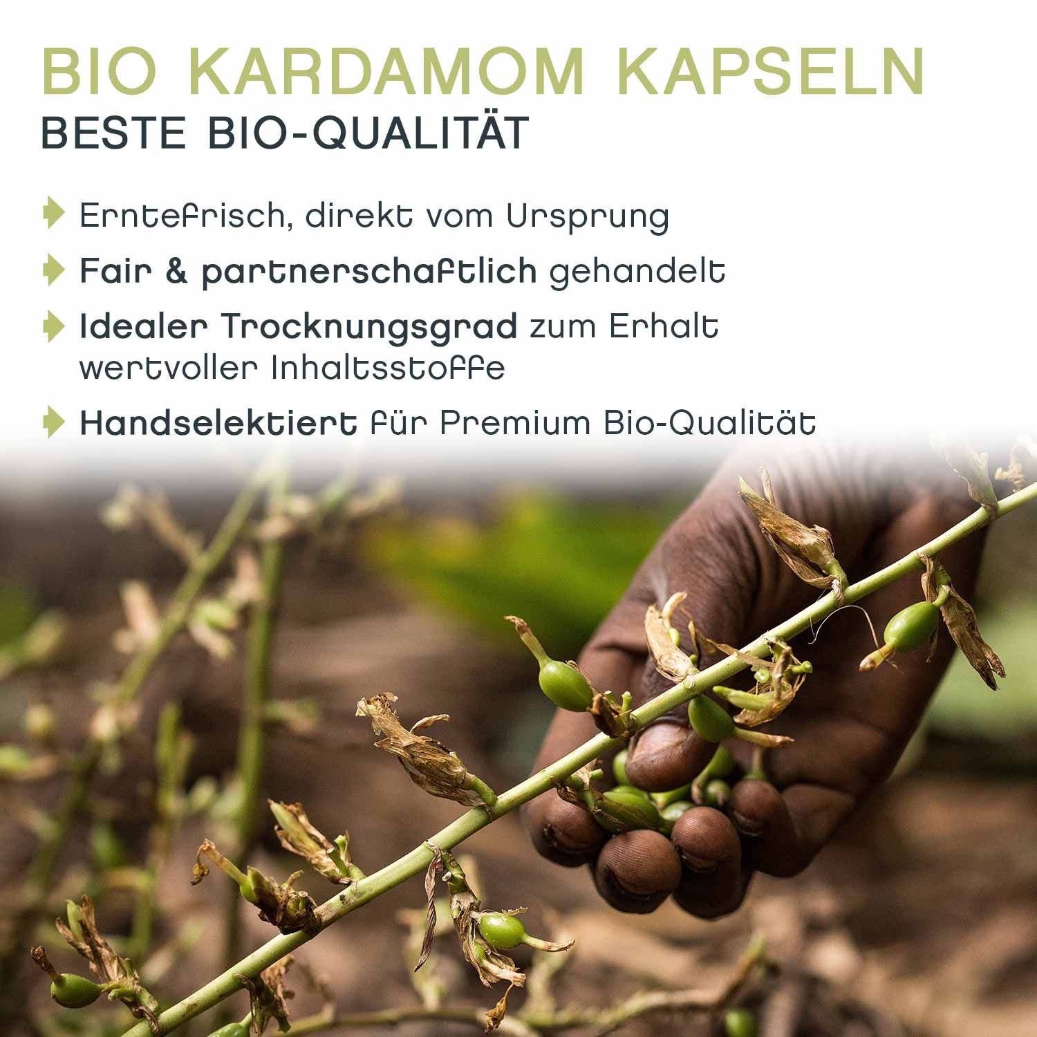 Pfefferdieb - Wilder Kardamom Kapseln grün ganz bio