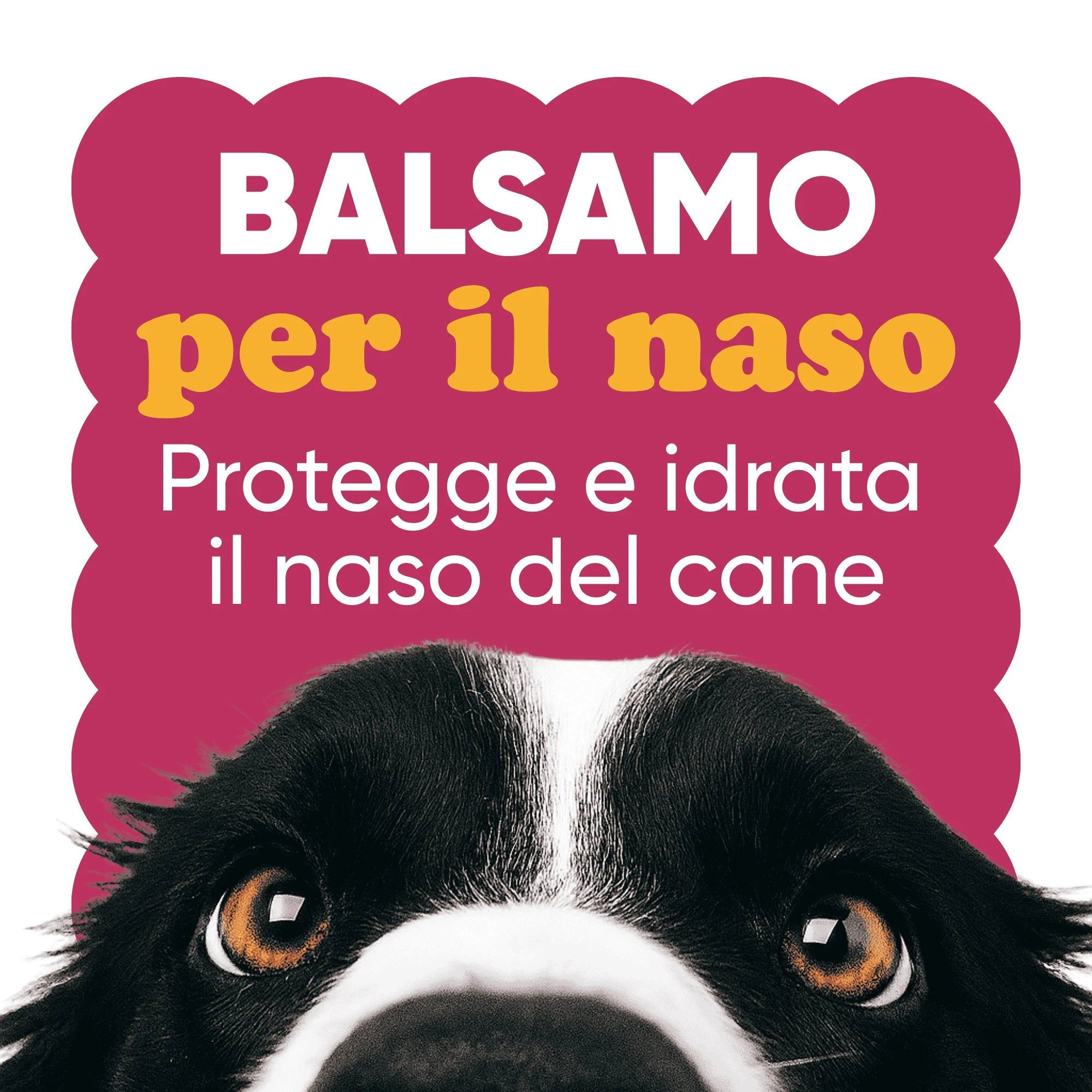 Hund mit Augen, Text: Balsam für die Nase. Schützt und befeuchtet die Hundenase. Rosa Hintergrund.