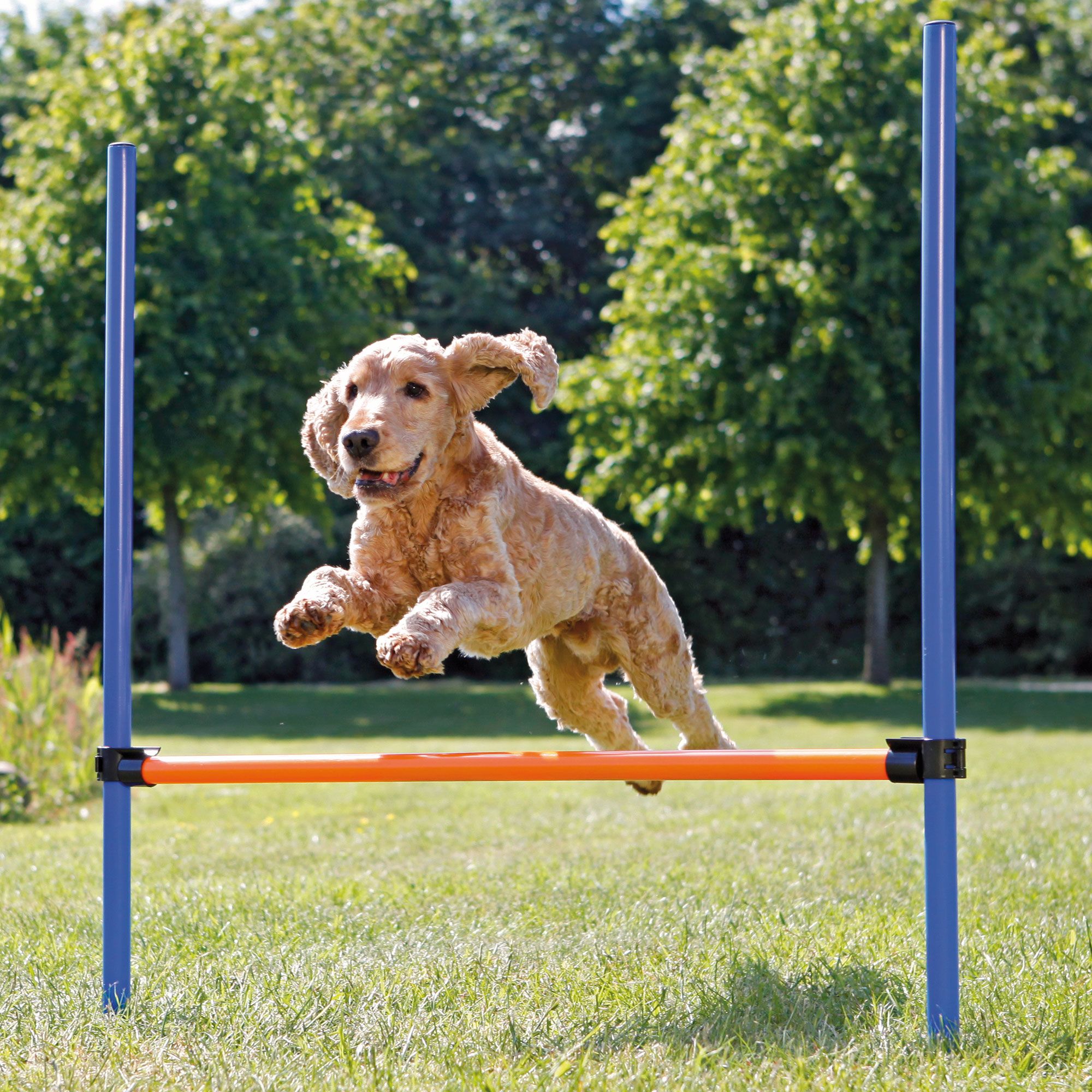 Hund springt über Agility-Hürde. Blaue Stangen, orangefarbene Stange. Rasen und Bäume im Hintergrund.