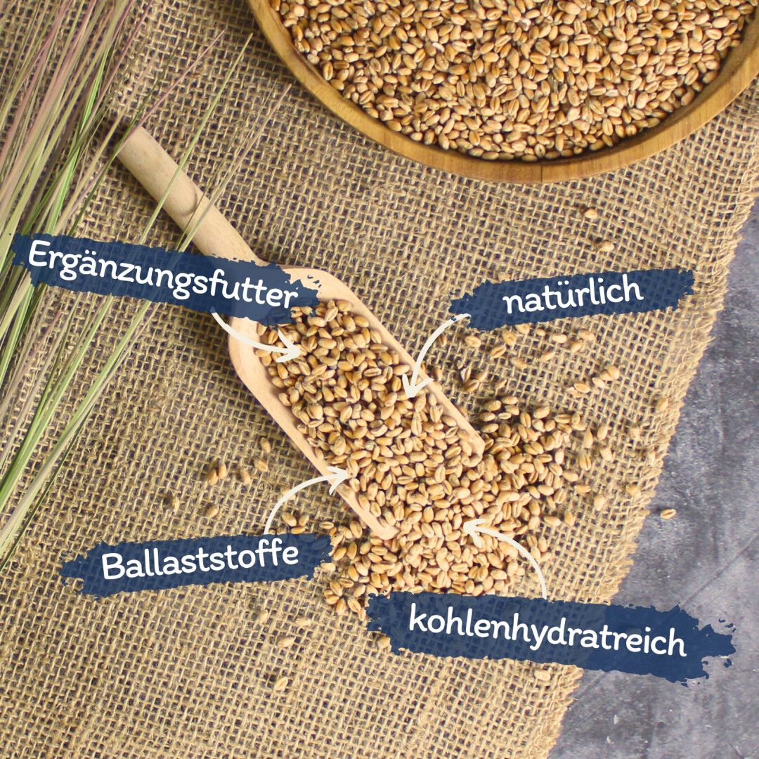 Weizenkörner auf Holzschaufel. Text: Ergänzungsfutter, natürlich, Ballaststoffe, kohlenhydratreich. Auf Jutestoff.