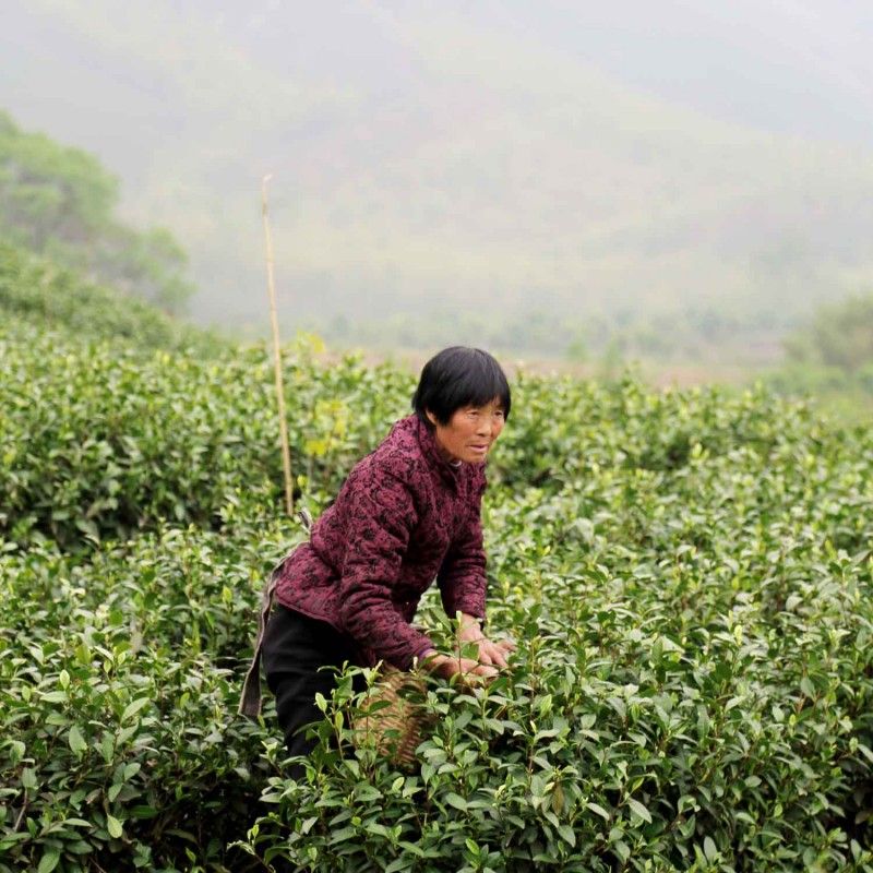 tea exclusive - Bi Luo Chun Grüner Tee China bio