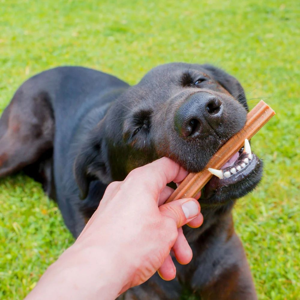 Eine Hand hält einen braunen Stick, den ein schwarzer Labrador im Maul hat.