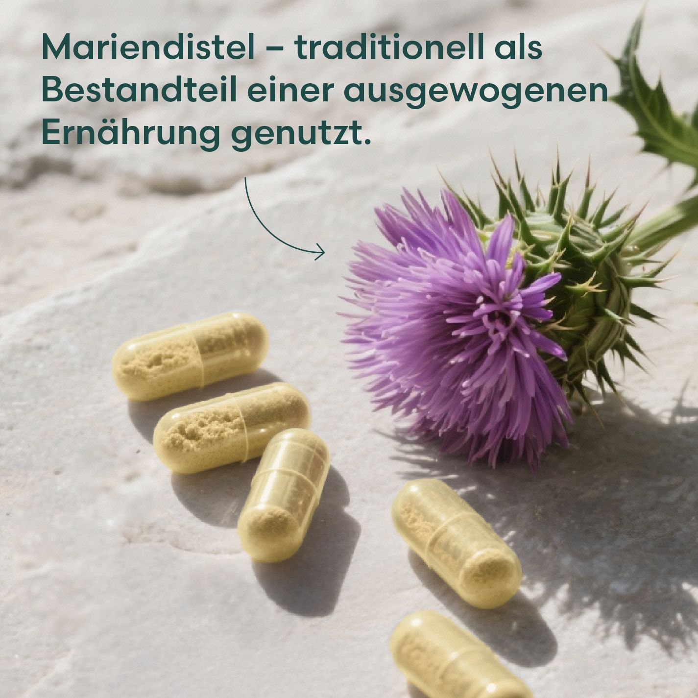 Gelbe Kapseln neben einer Distelblüte. Kapseln enthalten Pulver. Hintergrund: helle Oberfläche.