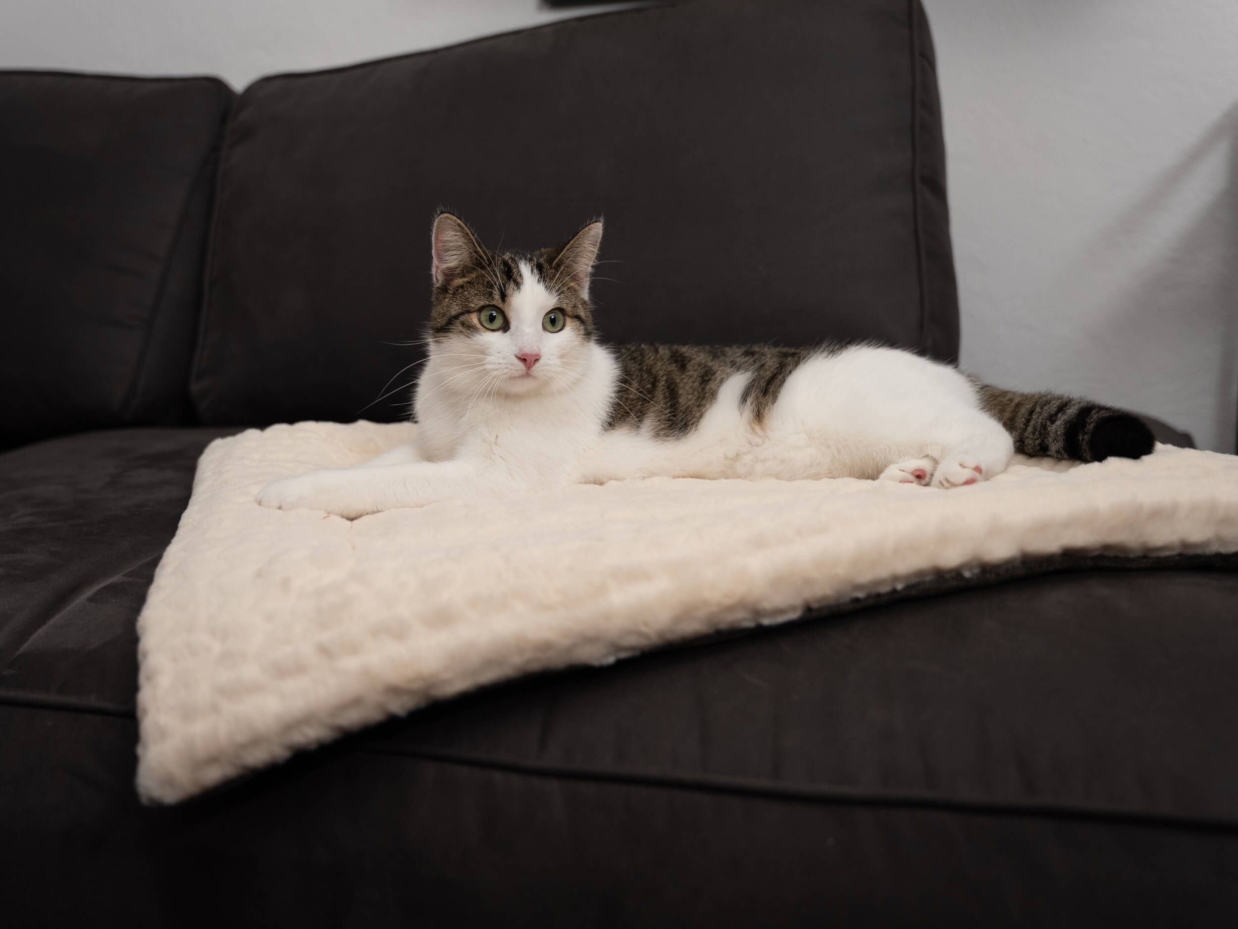 Gefütterte Liegedecke, cremefarben, mit Katze. Auf einem Sofa liegend.