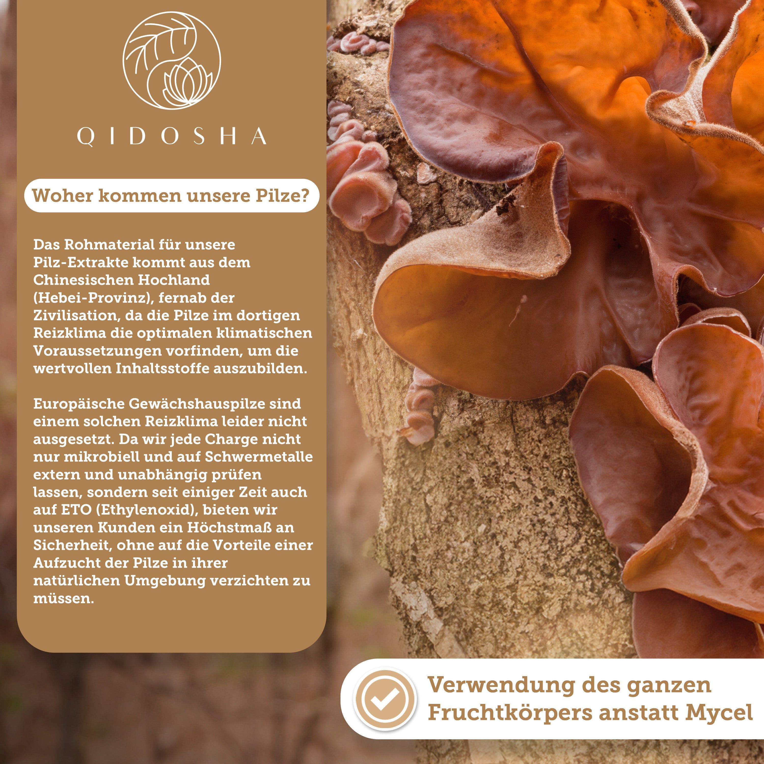 Qidosha Auricularia Extrakt: 100% Vegan, Deutsche Produktion, Laborgeprüft, Ohne Füllstoffe.