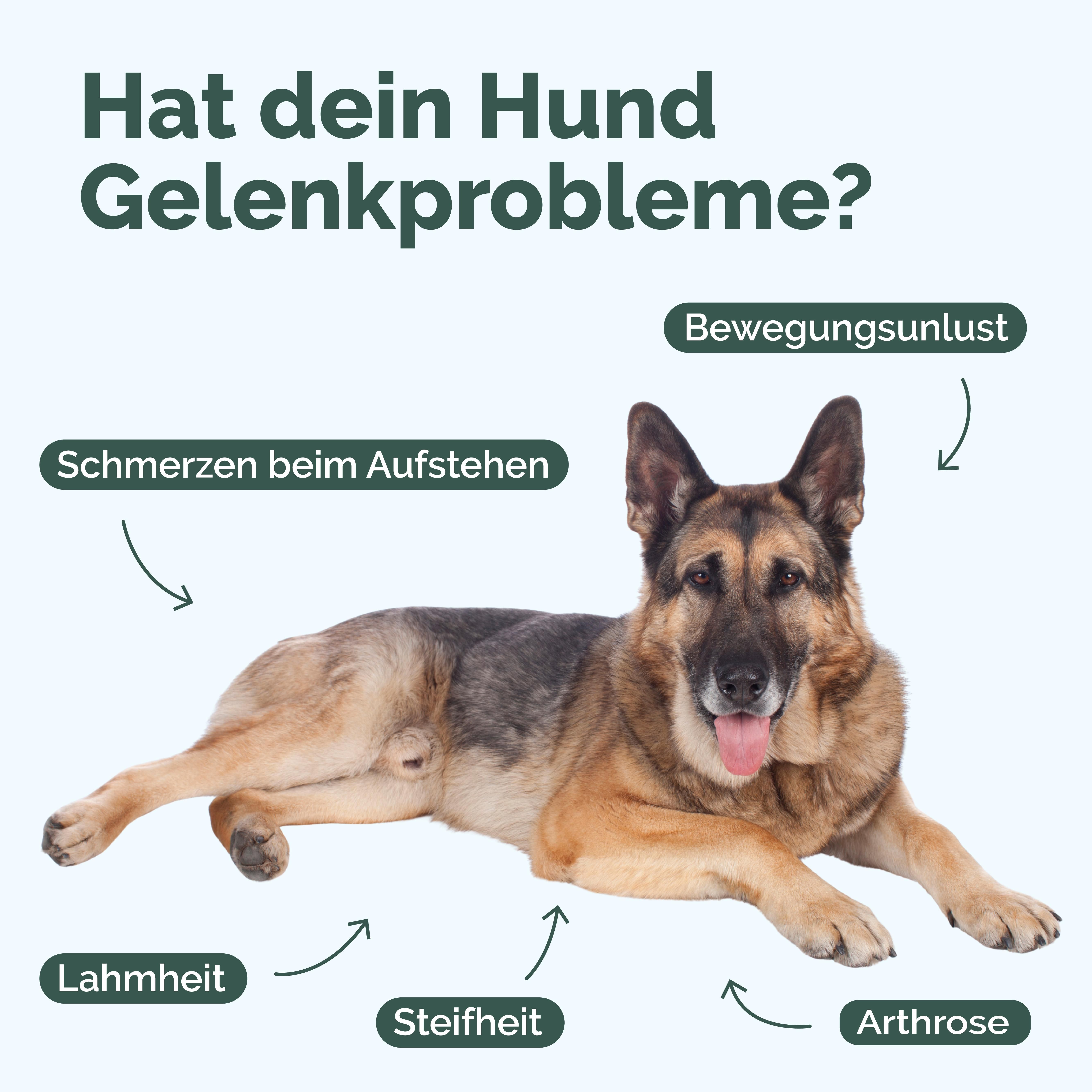Ein Hund liegt auf dem Boden. Text: Hat dein Hund Gelenkprobleme? Pfeile zeigen auf: Lahmheit, Steifheit, Arthrose, Bewegungslust, Schmerzen beim Aufstehen.
