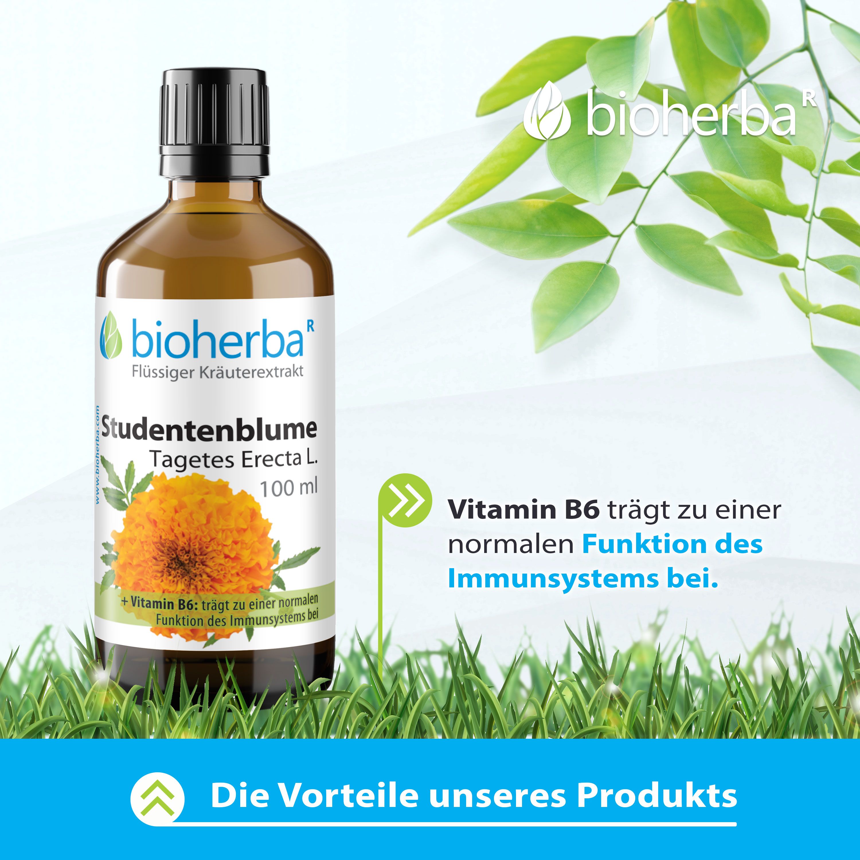 Bioherba Studentenblume Тagetes Erecta L. Tropfen Tinktur