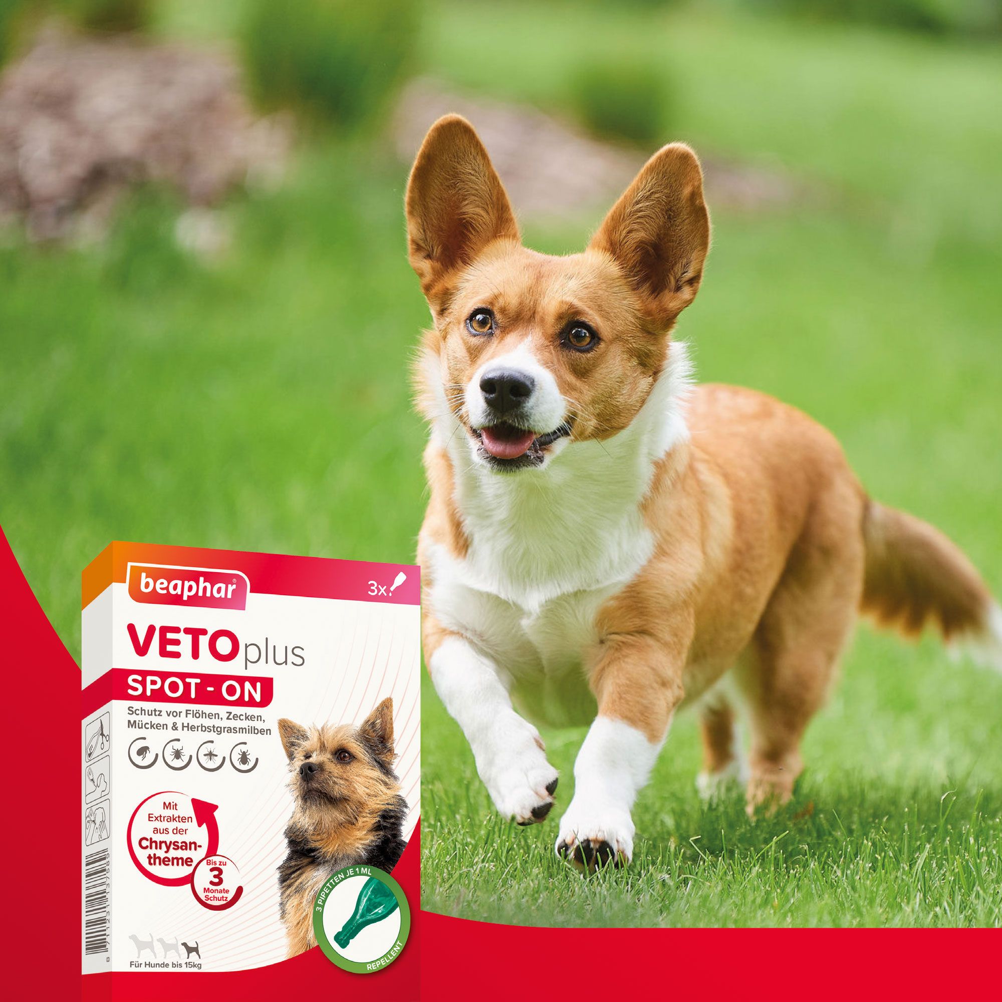 Produktverpackung neben einem Hund. Beaphar VETOplus SPOT-ON für Hunde. 3x Packung. Hund läuft auf einer Wiese.