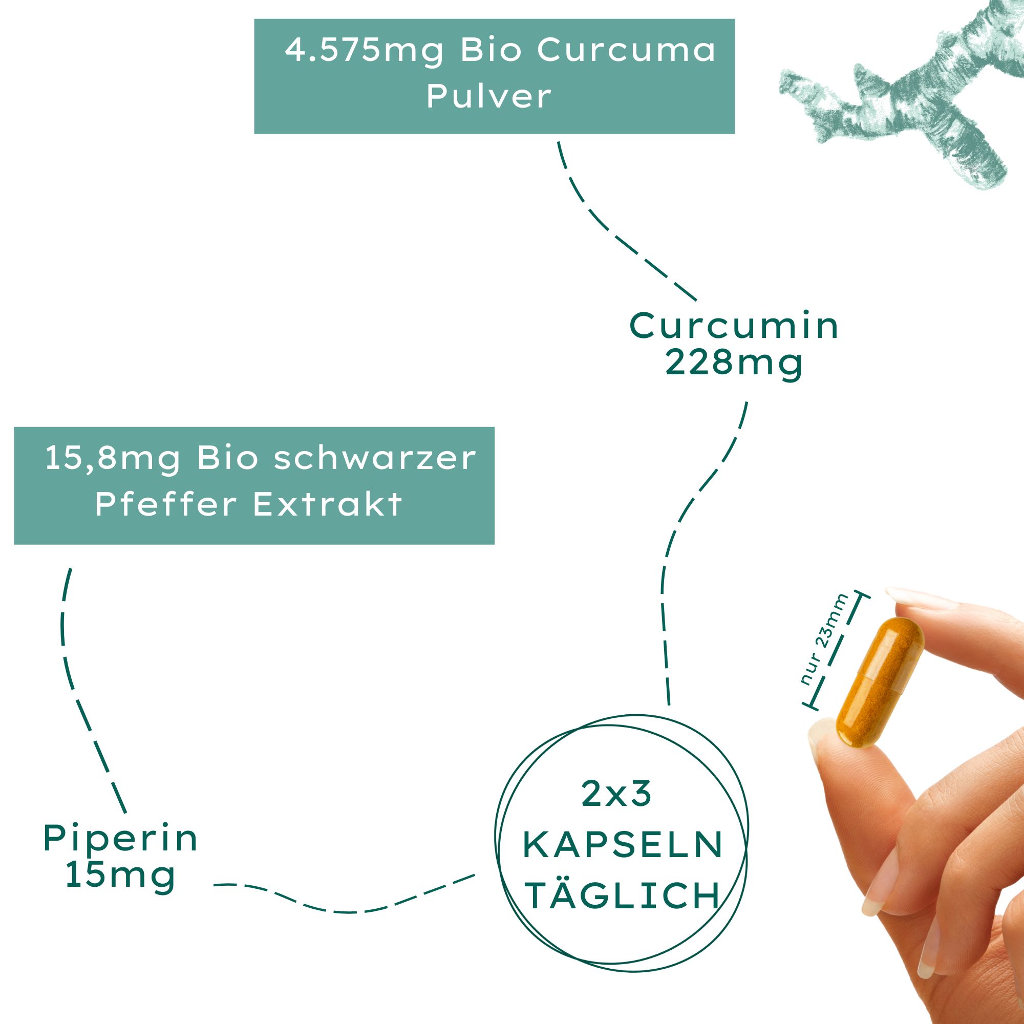 Kapsel in der Hand, daneben Diagramm mit Inhaltsstoffen: Bio Curcuma Pulver, Curcumin, Bio schwarzer Pfeffer Extrakt.