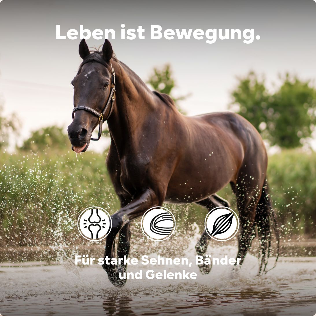 Gelenkpulver Senior HGMforte speziell für altes Pferd von Tierarzt Dr. Knoop