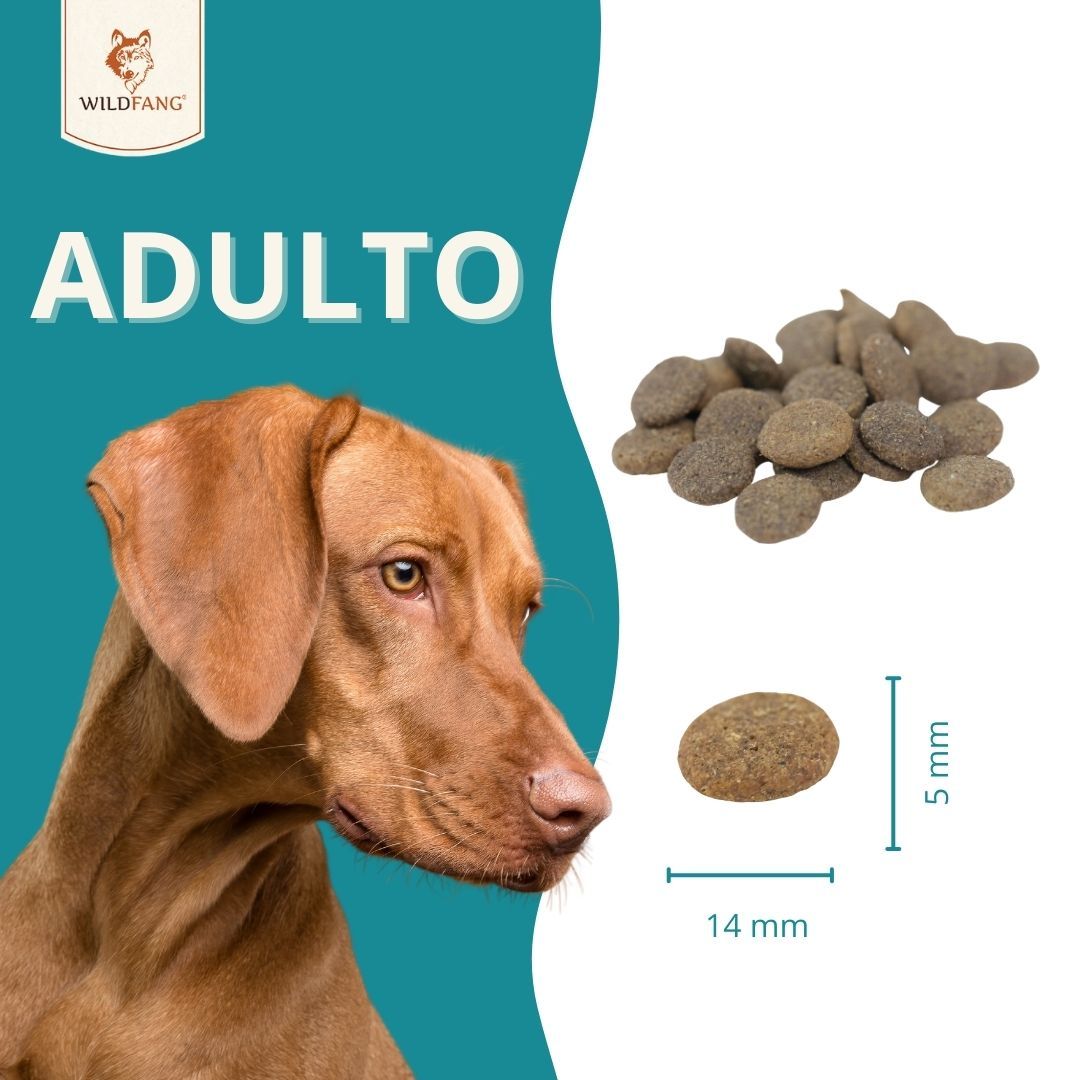 Hundefutter-Trockenfutter. Größe: 14 mm x 5 mm. Hund im Hintergrund.