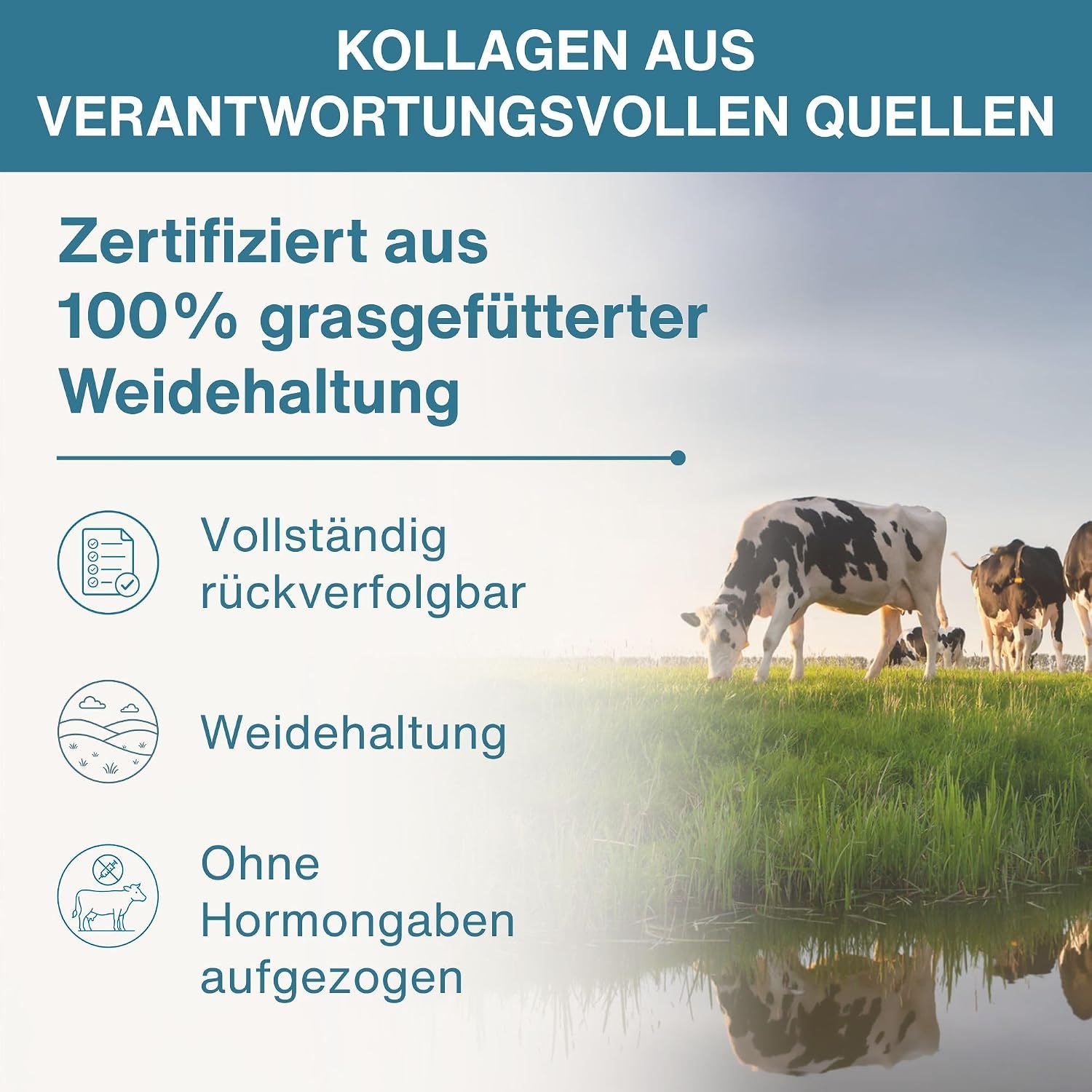 Kollagen-Pulver-Verpackung neben Kühen auf einer Weide.