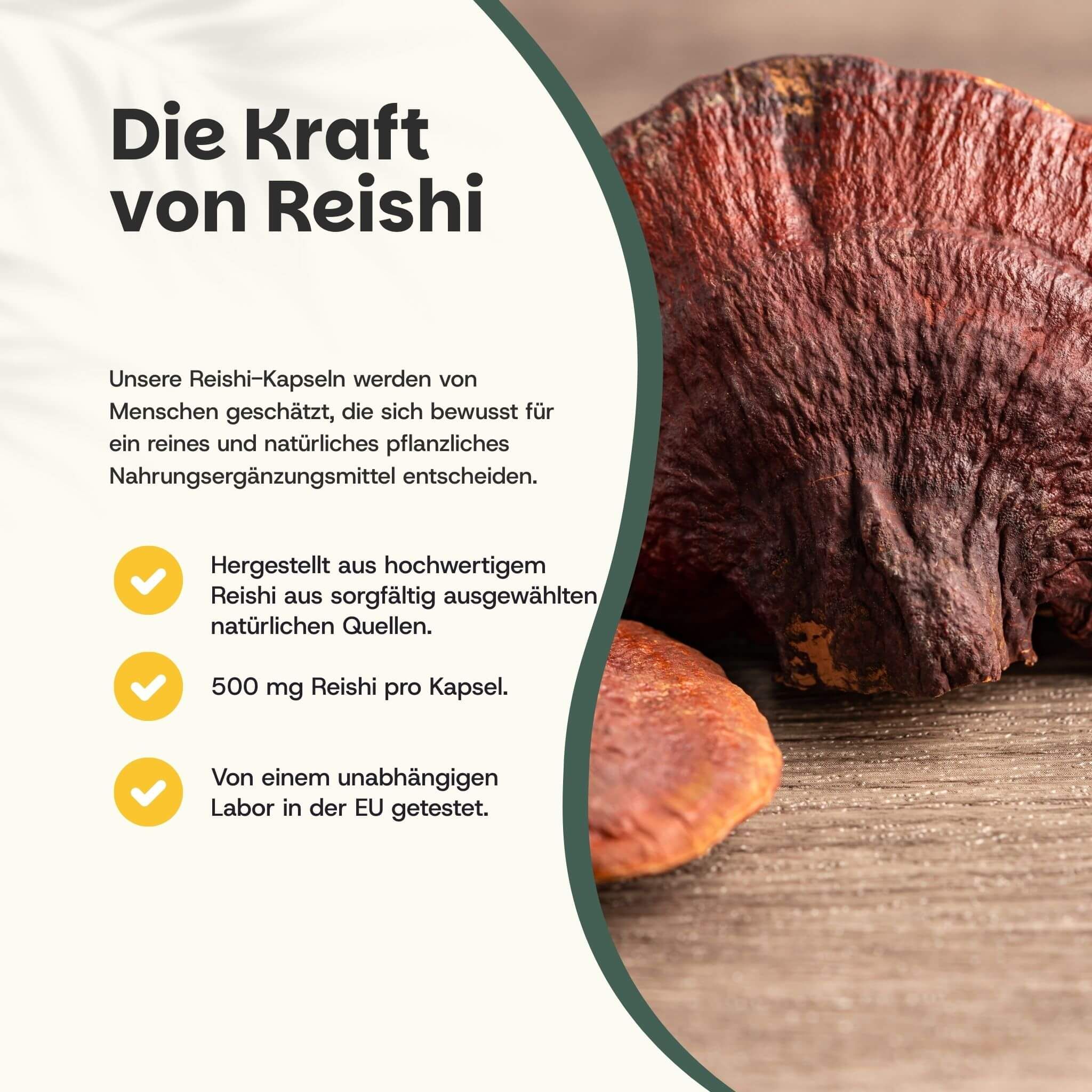 Nahaufnahme von Reishi-Pilz. Text: Die Kraft von Reishi. Hervorgehoben: 500 mg Reishi pro Kapsel, getestet in der EU.