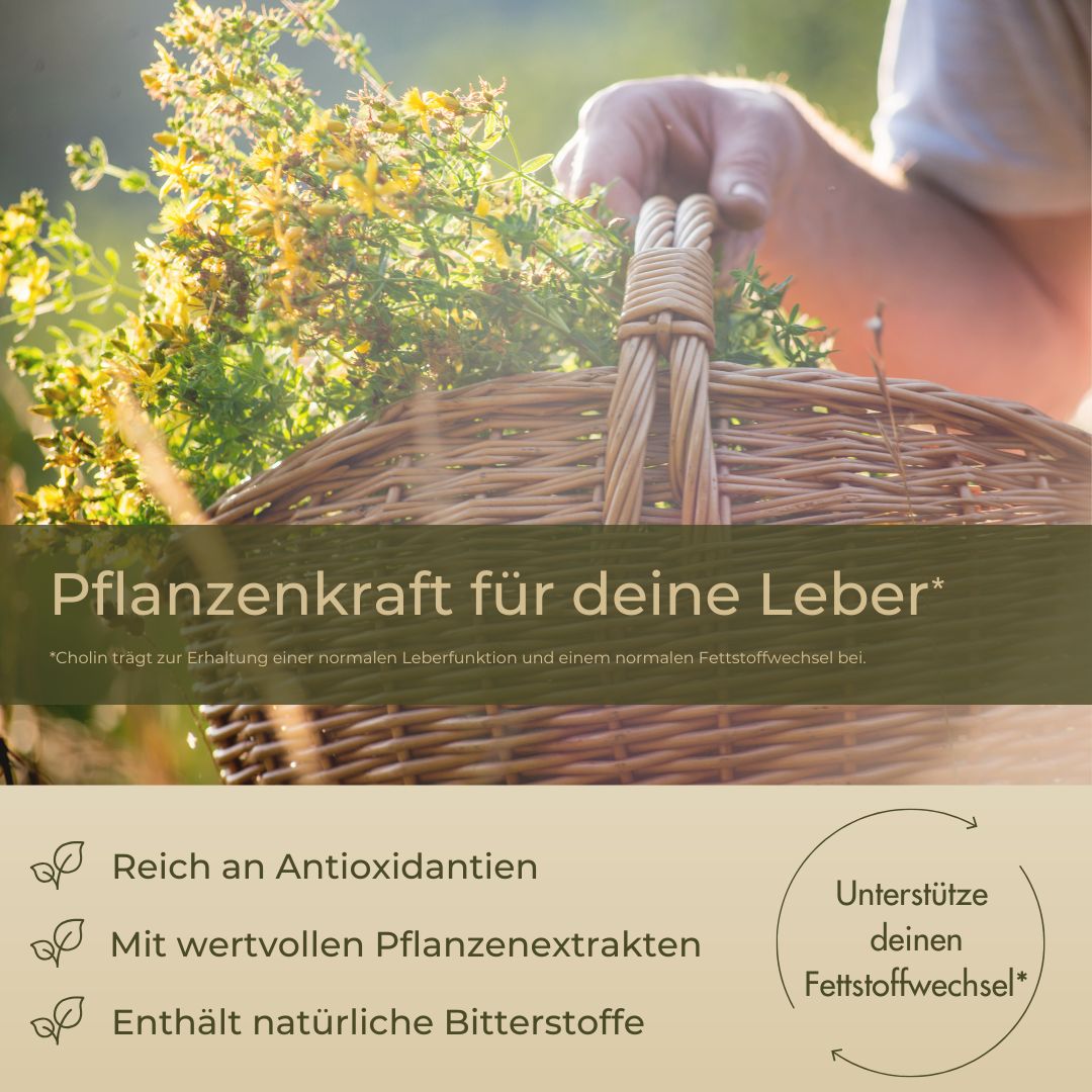 Person hält Weidenkorb mit Pflanzen. Text: Pflanzenkraft für deine Leber. Symbole: reich an Antioxidantien, wertvolle Pflanzenextrakte, natürliche Bitterstoffe.