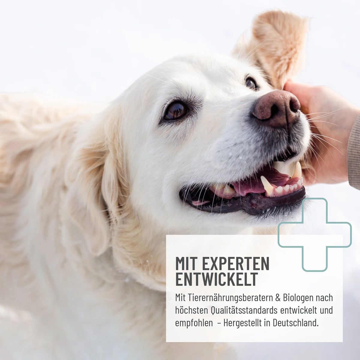 Magen-Darm Paste - ReaVET