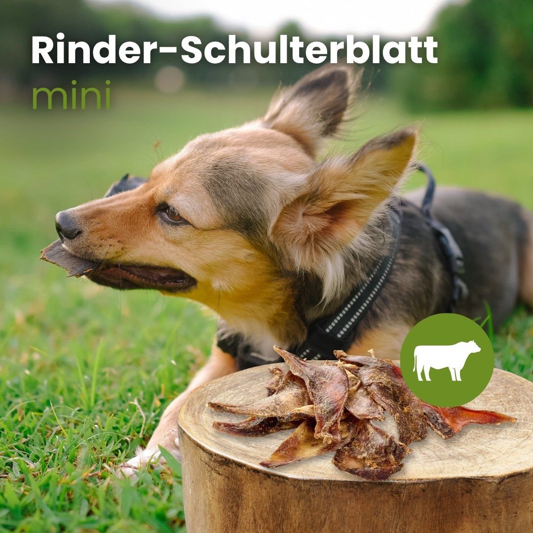 Hund kaut auf einem Stück getrocknetem Rinder-Schulterblatt im Freien.