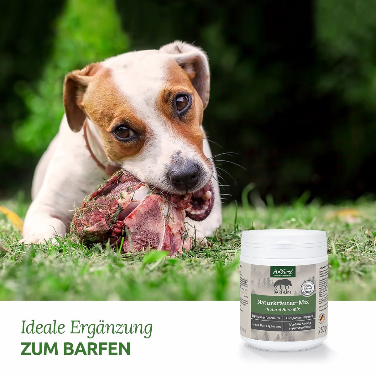 Ein Hund frisst einen Knochen auf einer Wiese. Daneben steht ein weißes Produktglas mit Etikett: AniForte, BARF-Line Naturkräuter-Mix.