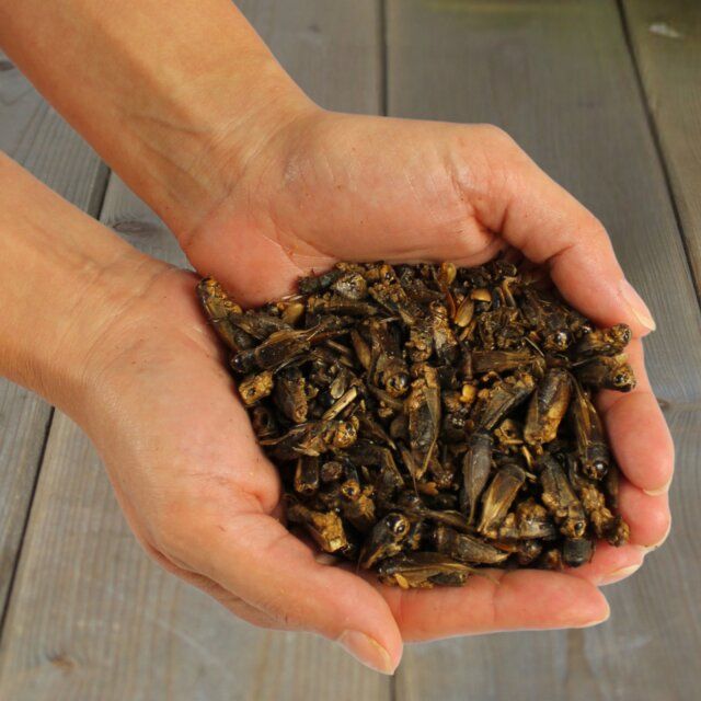 Hände halten eine Portion getrocknete Heimchen. Holzuntergrund.