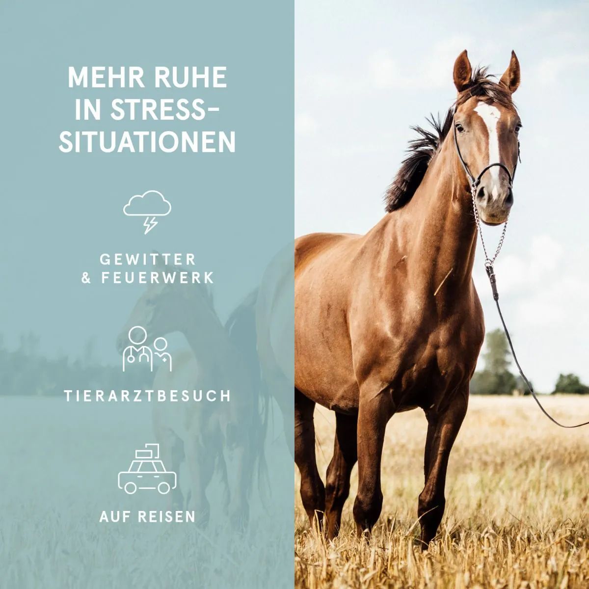 CBD VITAL CBD Öl für Pferde 30%