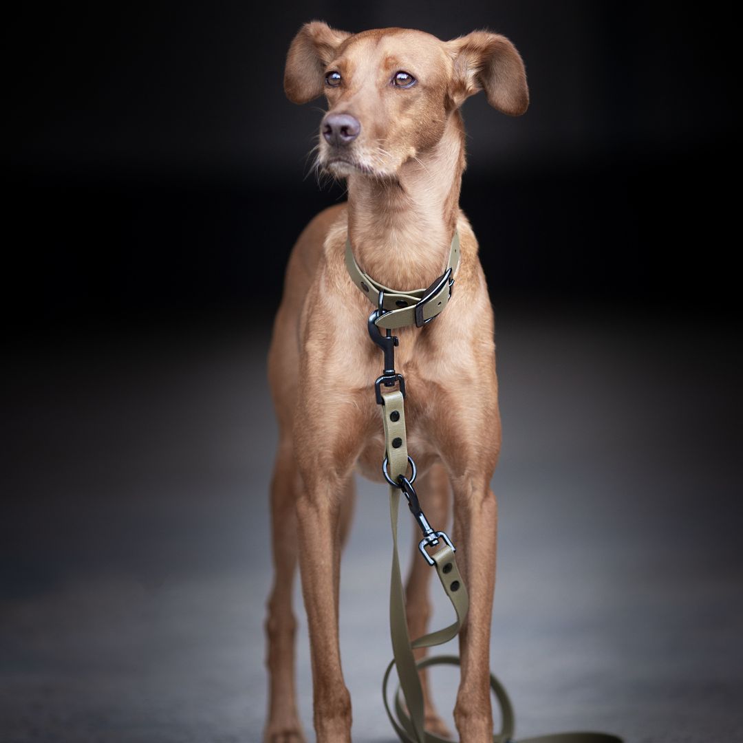 BioThane® Führleine NEO Olive - WOOFSTUFF