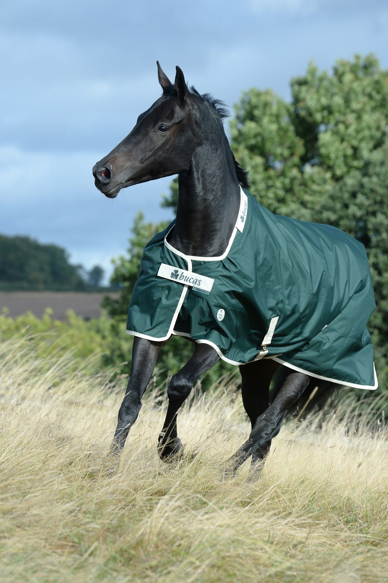 Schwarzes Pferd trägt grüne Decke mit weißem Rand. Logo "Bucas" auf Brust. Pferd rennt über Wiese.