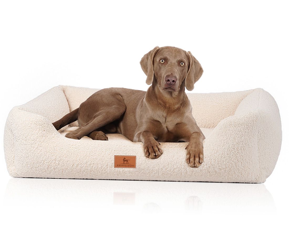 Hund liegt auf einem beigen orthopädischen Hundebett. Das Bett hat erhöhte Seiten und ein Markenetikett.